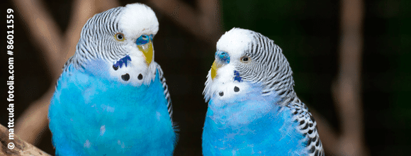 Twittervögel